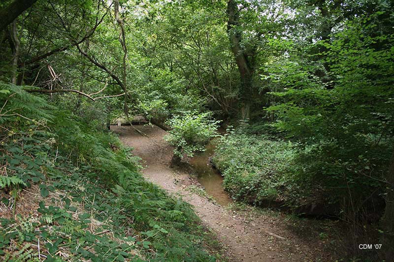 Bobs Brook. Turners Hill Wood